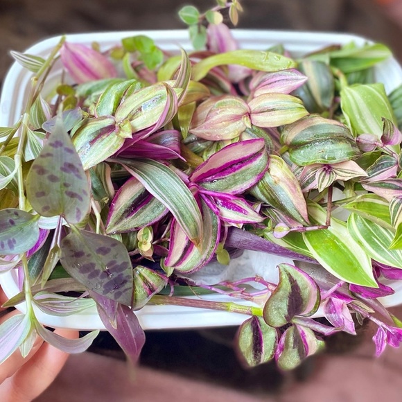 Rainbow tradescantia bundle- 10 varieties including rare cultivars - Picture 6 of 12